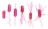Bacteria flagella types, illustration