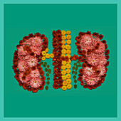 Kidneys, conceptual image