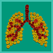 Lungs, conceptual image