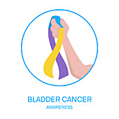 Bladder cancer awareness ribbon, conceptual illustration