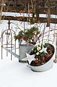 Winter garden decoration with fir branches and cones in zinc containers