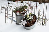 Winter garden decoration with Christmas roses in a zinc tub in the snow