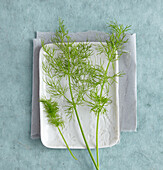 Fennel greens on a white plate