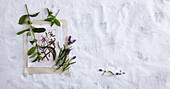 A sprig of peppermint, lavender and a botanical image (the most important oils)