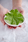 Hands holding bowl with leaf of lady's mantle with water drops