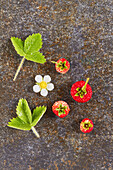 Wild strawberries with blossom and leaves