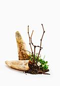 Symbolbild biodynamischer Weinbau - Kuhhorn, Erde, Blume und Regenwurm