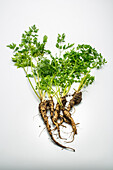 Parsley root with soil