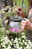 Collecting medicinal plants for tea in a teapot (Lundi tea)