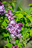 Blooming lilac bush in a spring time garden