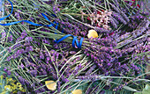 Verschiedene Sorten Lavendel (Bildfüllend)