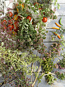Different kinds of oregano, tomatoes, and chili