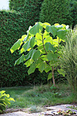 Paulownia, Baum mit grossen Blättern im Garten als Schattenspender