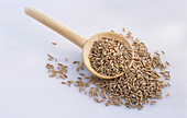 Wooden scoop with barley grains