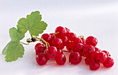 Red currants with leaf against a light background