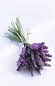 A bunch of lavender on a light background
