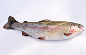 A trout on a light background