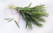 One bunch of tarragon on a light background