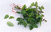 One bunch of mint on a light background