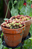 Terracotta pots with houseleeks (Sempervivum)