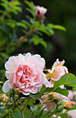 Ghislaine de Féligonde rambling rose