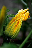 Home-grown courgette flowers in a garden
