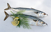 Two mackerel on a light background