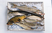 A box of freshwater fish on ice