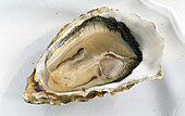 One opened oyster on a light background