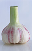 A garlic bulb on a light background