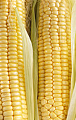 Two corn cobs (full picture)