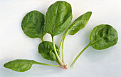 Spinach leaves on a light background