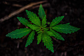 Cannabispflanze im Garten für medizinische Zwecke