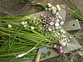 Still life with spring onions