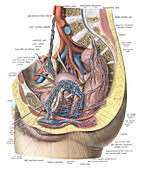 Female pelvic vessels, illustration