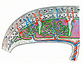 Placental circulation, illustration