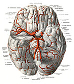Arteries at base of brain, illustration