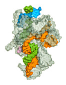 CRISPR-Cas12j protein complexed to RNA, molecular model