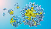 Adeno-associated virus 9, illustration