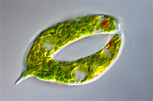 Lepocinclis spirogyroides, algae, light micrograph