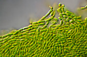 Stichococcus sp, algae, light micrograph
