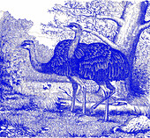 Greater rhea, illustration