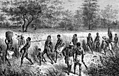 Slave caravan in Africa, 19th century illustration