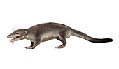 Placental mammal ancestor, illustration
