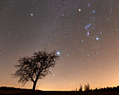 Winter constellations over tree, Baden-WÃ¼rttemberg, Germany