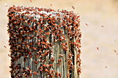 Western harvester ant swarm