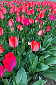 Field of tulips in a park