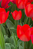 Field of tulips in park