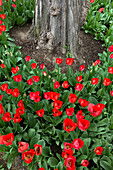 Field of tulips in park