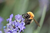 Common carder bee on English lavender
